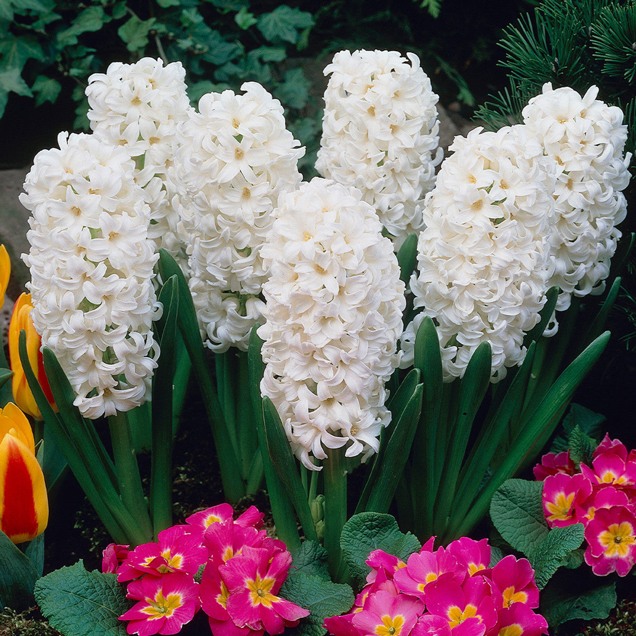 Carnegie Hyacinth Seeds